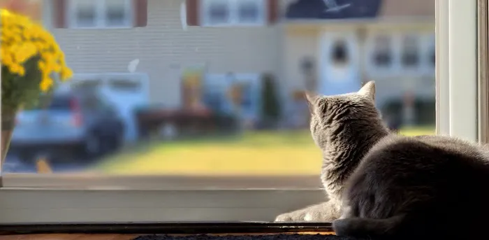 Hockessin Animal Hospital: Paul W. Eppes, VMD 12