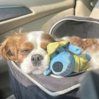 Banfield Pet Hospital ico