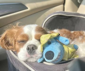 Banfield Pet Hospital