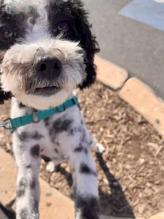 Banfield Pet Hospital 9
