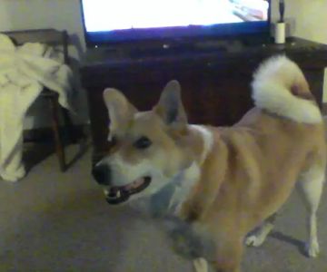 BJF Housecall Veterinarian