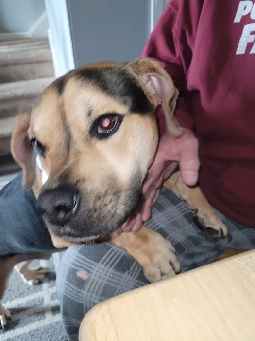 Sanatoga Animal Hospital, LLC 4