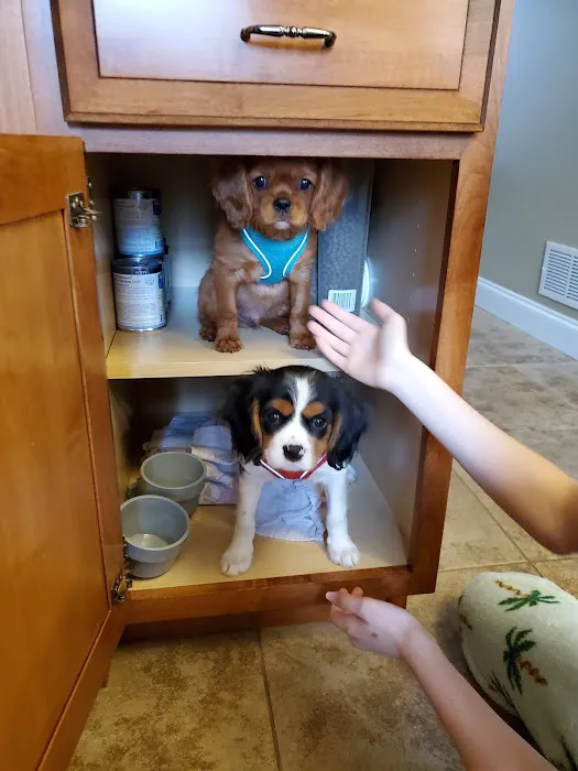 Sanatoga Animal Hospital, LLC 7