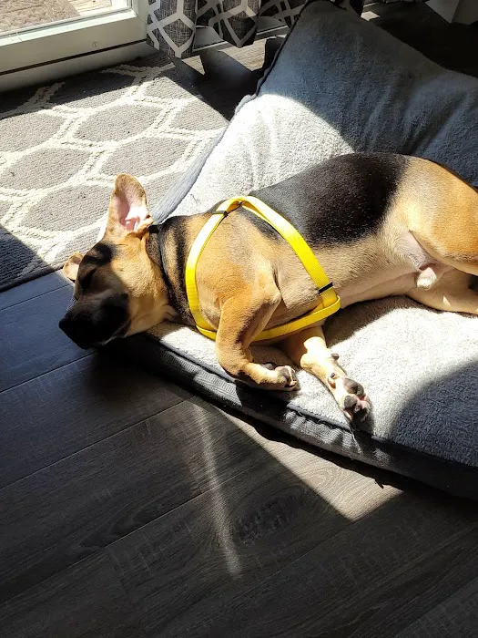 Sanatoga Animal Hospital, LLC 6