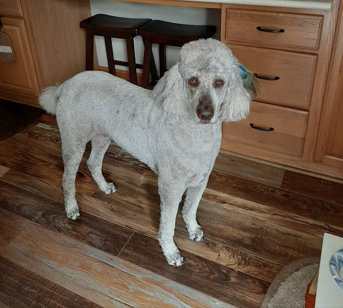 Sanatoga Animal Hospital, LLC 8
