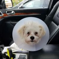 Sanatoga Animal Hospital, LLC ico