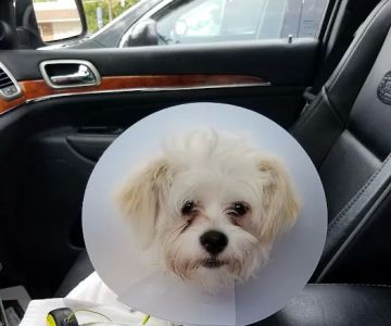 Sanatoga Animal Hospital, LLC