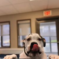 MainStreetVet.net ico