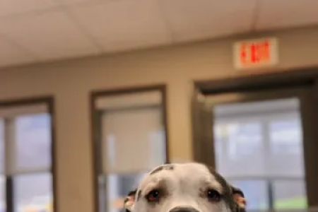 MainStreetVet.net