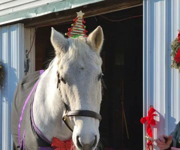Colts Neck Equine Associates