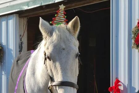 Colts Neck Equine Associates