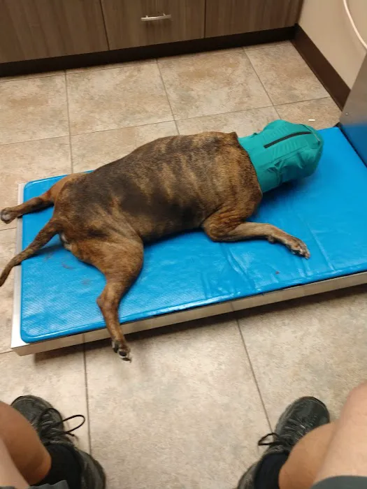 Jackson Veterinary Hospital 8