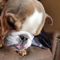 Jackson Veterinary Hospital ico