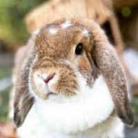 Lawrence Animal Hospital ico