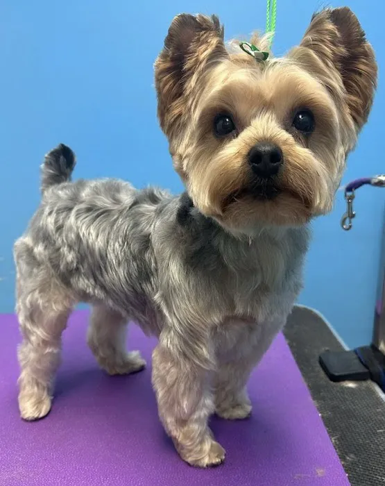 Lawrence Animal Hospital 6