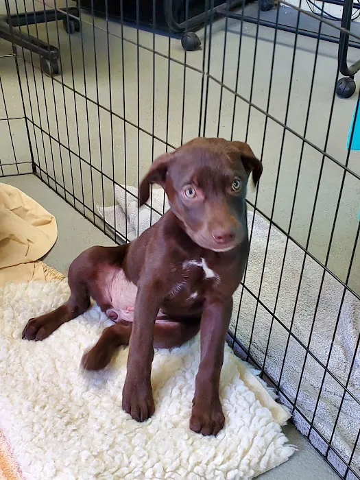 Lawrence Animal Hospital 7