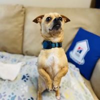 Cranbury Animal Hospital ico