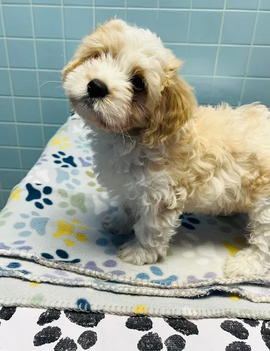Cranbury Animal Hospital 6