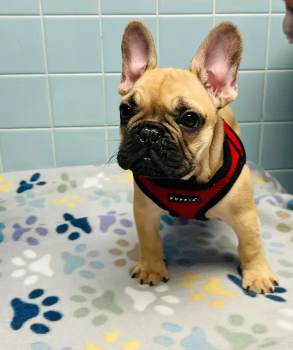 Cranbury Animal Hospital 9