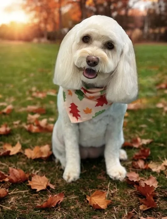 East Windsor Animal Hospital 7