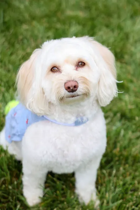 East Windsor Animal Hospital 1