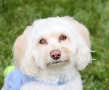 East Windsor Animal Hospital
