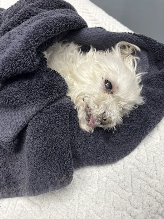 Vetmetis Veterinary Urgent Care and Wellness 4