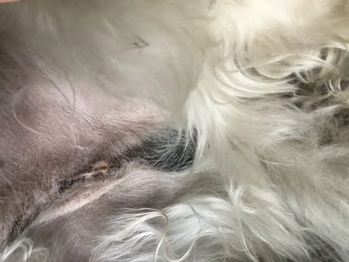 Monroe Animal Hospital 8
