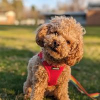 Caring Heart Animal Hospital ico