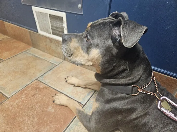 VCA County Veterinary Hospital 8