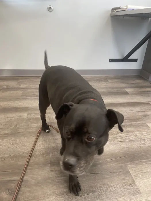 Ark Animal Hospital 2