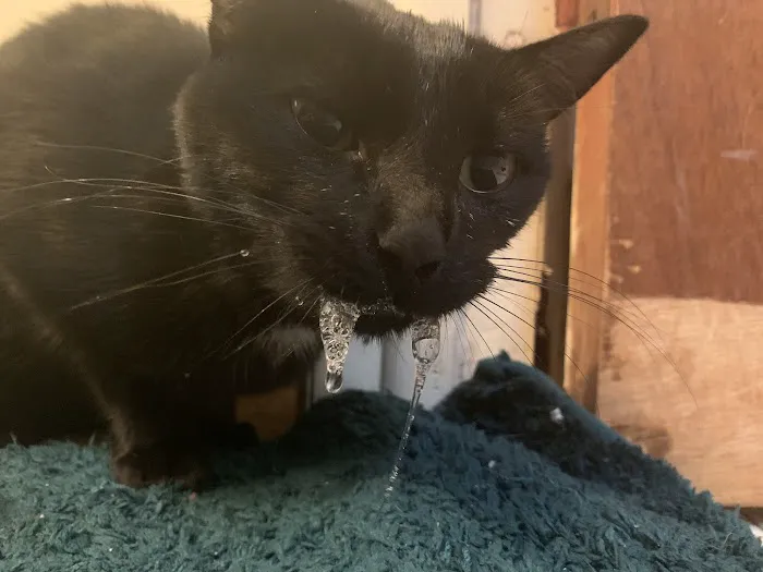 Central Veterinary Center 7