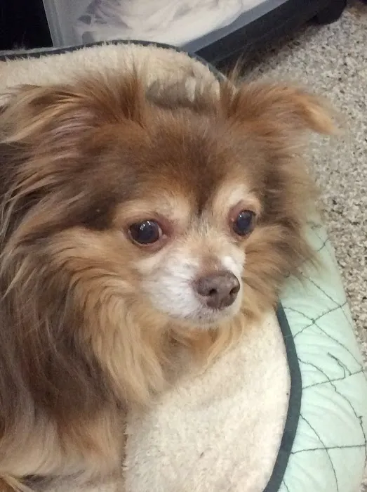 Central Veterinary Center 10