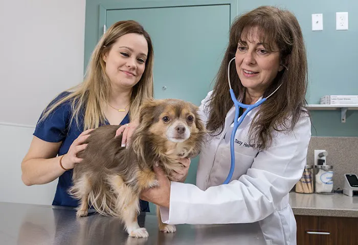 Central Veterinary Center 8