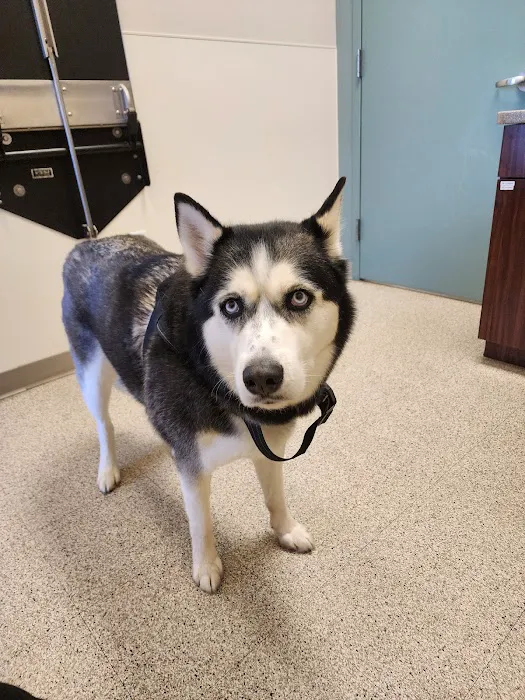 Central Veterinary Center 4