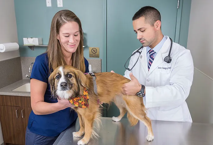 Central Veterinary Center 3