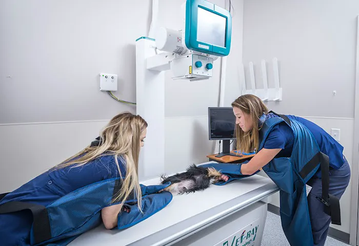 Central Veterinary Center 6