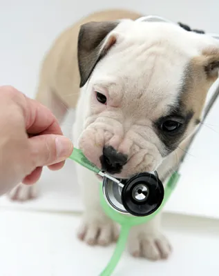 Central Veterinary Center 5