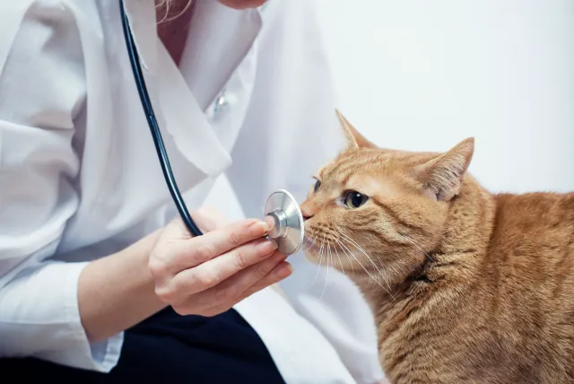 Colmar Veterinary Hospital 3
