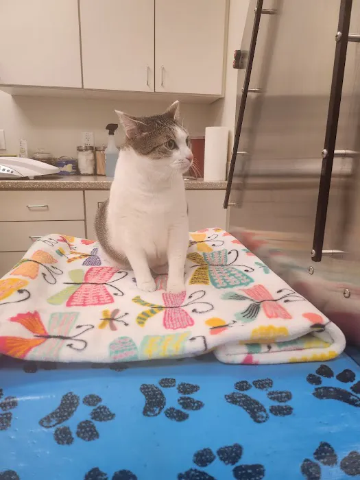 Colmar Veterinary Hospital 9