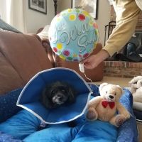 Hatfield Veterinary Clinic ico