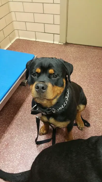 North Penn Animal Hospital 3