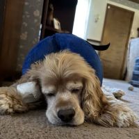 Line Lexington Veterinary Hospital ico