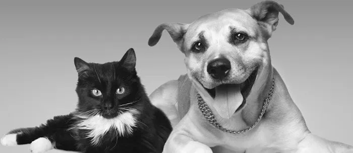 Green Lane Veterinary Hospital 1