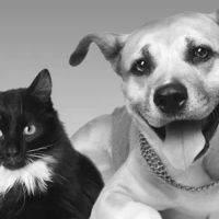 Green Lane Veterinary Hospital ico