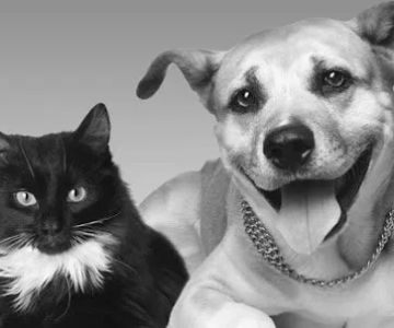 Green Lane Veterinary Hospital