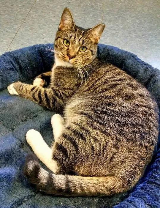 Green Lane Veterinary Hospital 6