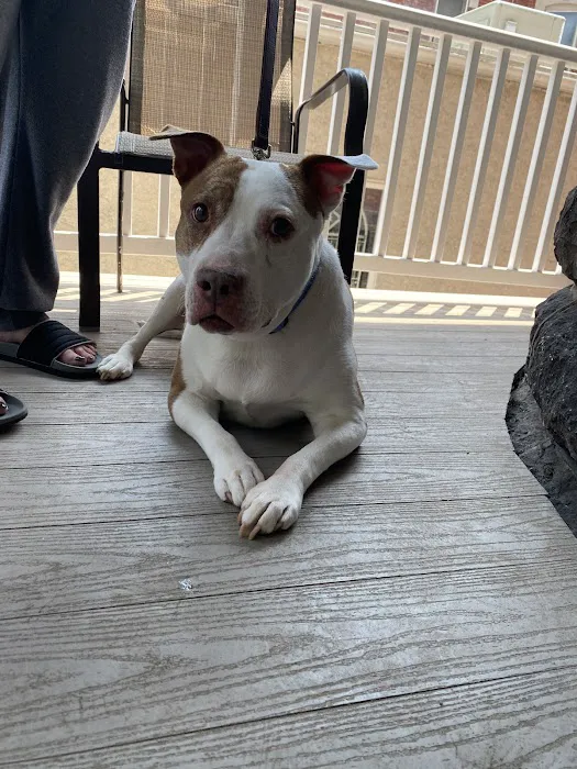 Pottstown Animal Wellness Services 8