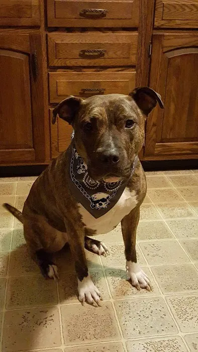 Pottstown Animal Wellness Services 3