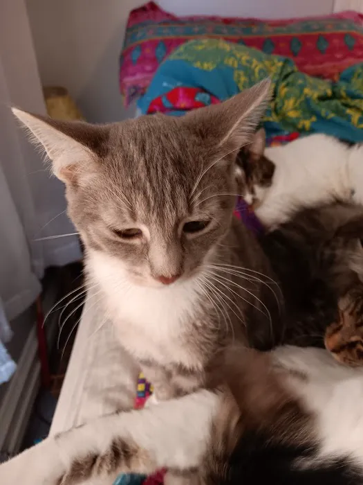 Pottstown Animal Wellness Services 1